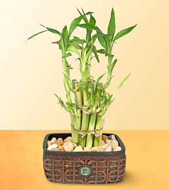 Lucky Bamboo  saksi iegi  Mersin yurtii ve yurtd iek siparii 