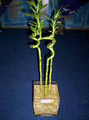 Lucky Bamboo 3 adet saksi iegi  Mersin iek yolla , iek gnder , ieki  