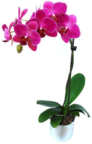  Mersin hediye sevgilime hediye iek  saksi orkide iegi