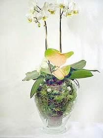  Mersin cicekciler , cicek siparisi  Cam yada mika vazoda zel orkideler