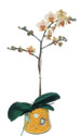  Mersin yurtii ve yurtd iek siparii  Phalaenopsis Orkide ithal kalite