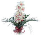  Mersin iek online iek siparii  Dal orkide ithal iyi kalite