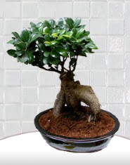 saks iei japon aac bonsai  Mersin ucuz iek gnder 