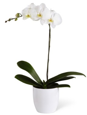 1 dall beyaz orkide  Mersin iek gnderme sitemiz gvenlidir 