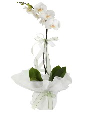1 dal beyaz orkide iei  Mersin gvenli kaliteli hzl iek 