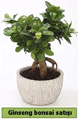 Ginseng bonsai japon aac sat  Mersin cicek , cicekci 