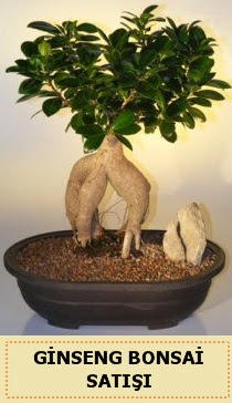 thal Ginseng bonsai sat japon aac  Mersin iek online iek siparii 