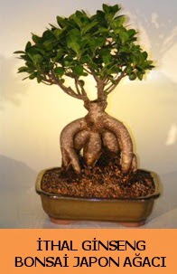 thal japon aac ginseng bonsai sat  Mersin iekiler 