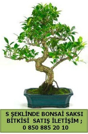 thal S eklinde dal erilii bonsai sat  Mersin online iek gnderme sipari 