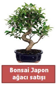 Japon aac bonsai sat  Mersin iek online iek siparii 