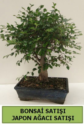 Minyatr bonsai japon aac sat  Mersin internetten iek siparii 