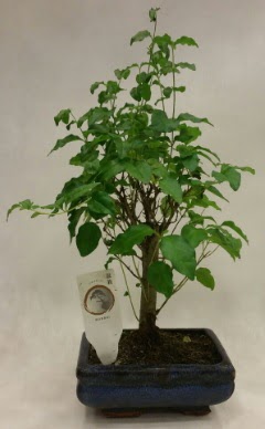 Minyatr bonsai japon aac sat  Mersin cicek , cicekci 