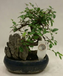 thal 1.ci kalite bonsai japon aac  Mersin cicekciler , cicek siparisi 