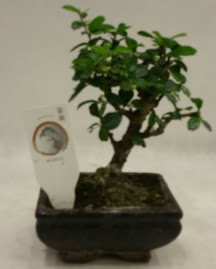Kk minyatr bonsai japon aac  Mersin online iek gnderme sipari 