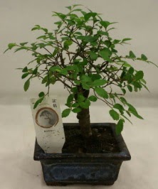 Minyatr ithal japon aac bonsai bitkisi  Mersin cicekciler , cicek siparisi 