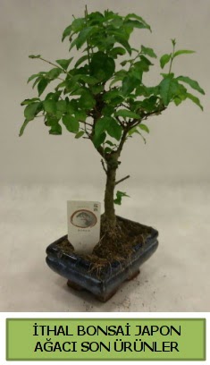 thal bonsai japon aac bitkisi  Mersin iek gnderme 
