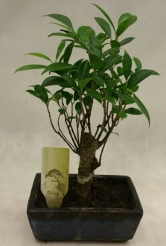 Japon aac bonsai bitkisi sat  Mersin cicek , cicekci 