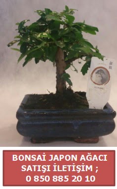 Japon aac minyar bonsai sat  Mersin cicekciler , cicek siparisi 