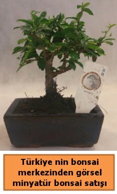Japon aac bonsai sat ithal grsel  Mersin iek siparii vermek 