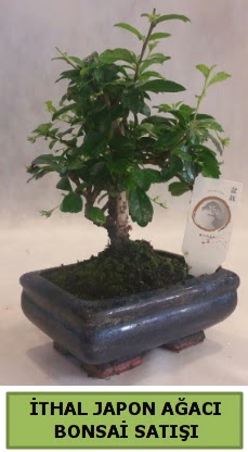 thal japon aac bonsai bitkisi sat  Mersin cicek , cicekci 