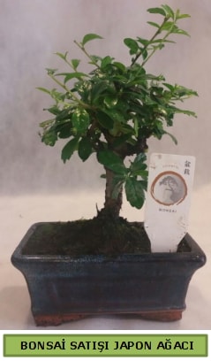 Minyatr bonsai aac sat  Mersin online iek gnderme sipari 