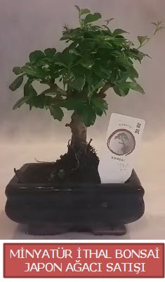 Kk grsel bonsai japon aac bitkisi  Mersin uluslararas iek gnderme 