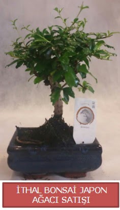 thal kk boy minyatr bonsai aa bitkisi  Mersin cicek , cicekci 