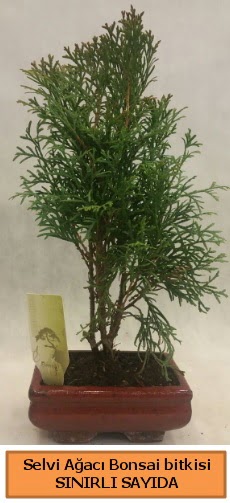 Selvi aac bonsai japon aac bitkisi  Mersin cicekciler , cicek siparisi 