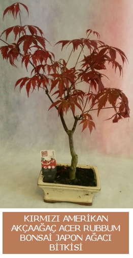 Amerikan akaaa Acer Rubrum bonsai  Mersin nternetten iek siparii 