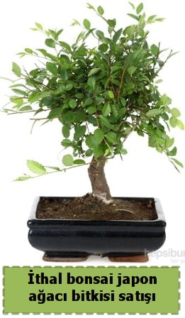 thal bonsai saks iei Japon aac sat  Mersin iekiler 
