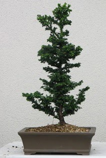 am aac bonsai bitkisi sat  Mersin cicek , cicekci 