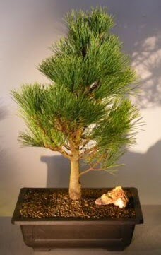am aac japon aac bitkisi bonsai  Mersin cicek , cicekci 