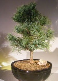 am aac bonsai bitkisi sat  Mersin 14 ubat sevgililer gn iek 