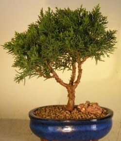 Servi am bonsai japon aac bitkisi  Mersin iek siparii vermek 