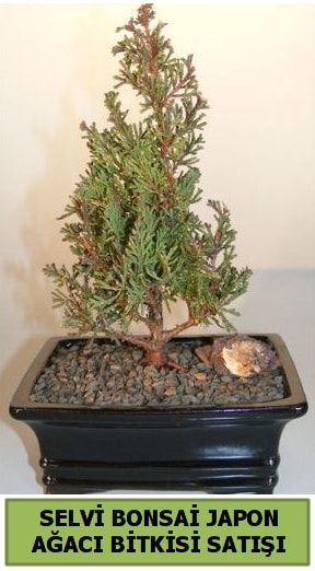 Selvi am japon aac bitkisi bonsai  Mersin cicek , cicekci 