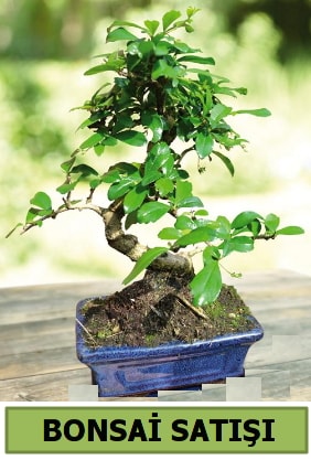 am bonsai japon aac sat  Mersin cicekciler , cicek siparisi 