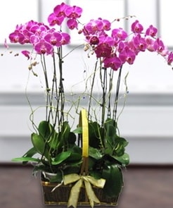 7 dall mor lila orkide  Mersin internetten iek siparii 