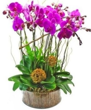 Ahap ktkte lila mor orkide 8 li  Mersin iek servisi , ieki adresleri 