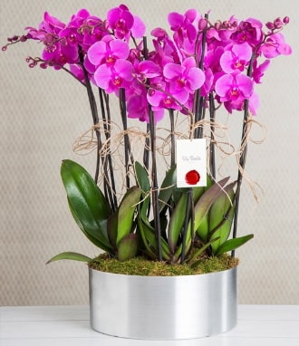 11 dall mor orkide metal vazoda  Mersin internetten iek siparii 