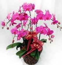 Sepet ierisinde 5 dall lila orkide  Mersin 14 ubat sevgililer gn iek 