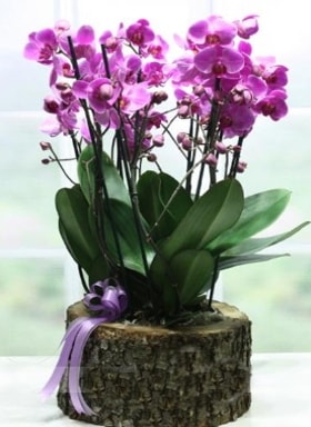 Ktk ierisinde 6 dall mor orkide  Mersin 14 ubat sevgililer gn iek 