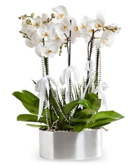 Be dall metal saksda beyaz orkide  Mersin iek siparii vermek 