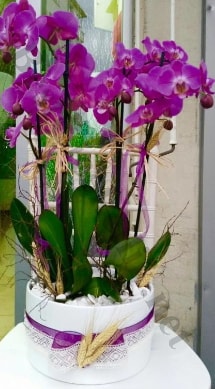 Seramik vazoda 4 dall mor lila orkide  Mersin yurtii ve yurtd iek siparii 