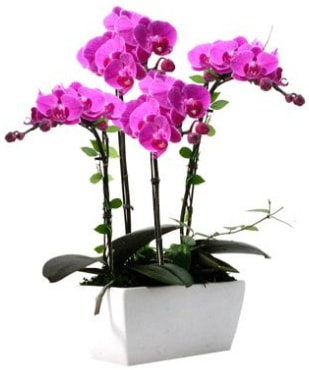 Seramik vazo ierisinde 4 dall mor orkide  Mersin cicekciler , cicek siparisi 