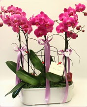 Beyaz seramik ierisinde 4 dall orkide  Mersin 14 ubat sevgililer gn iek 