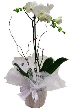 Tek dall beyaz orkide  Mersin online ieki , iek siparii 