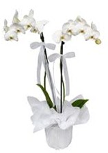 2 dall beyaz orkide  Mersin hediye iek yolla 
