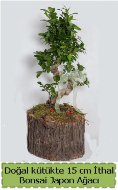 Doal ktkte thal bonsai japon aac  Mersin online iek gnderme sipari 