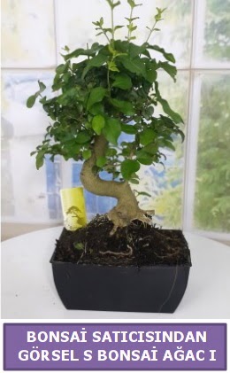 S dal erilii bonsai japon aac  Mersin cicekciler , cicek siparisi 