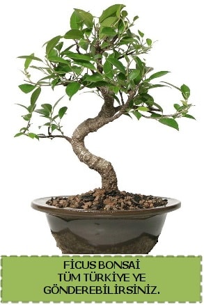 Ficus bonsai  Mersin internetten iek siparii 